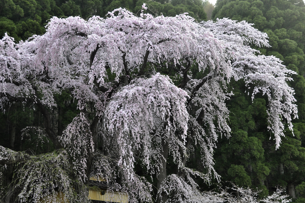 高山桜